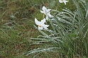 VBS_1135 - Fioritura narcisi a Castelnuovo Nigra 2023